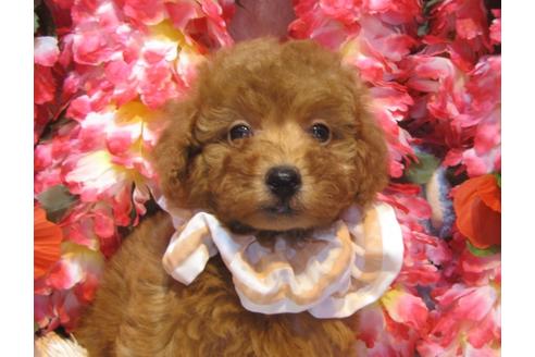 成約済の茨城県のトイプードル-43727の3枚目