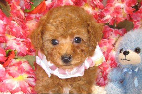 成約済の茨城県のトイプードル-43728の3枚目