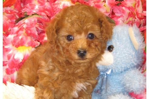 成約済の茨城県のトイプードル-43728の4枚目