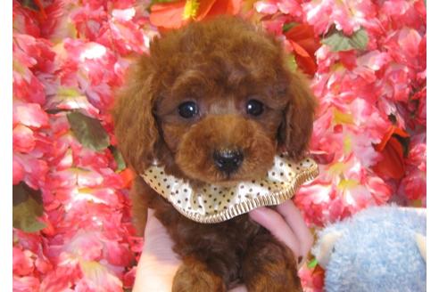 成約済の茨城県のトイプードル-43729の2枚目