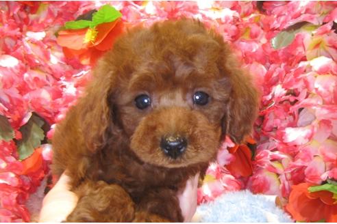 成約済の茨城県のトイプードル-43729の3枚目