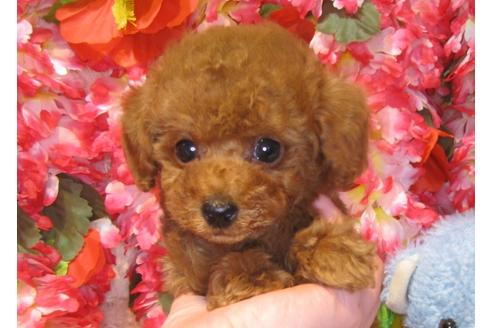 成約済の茨城県のトイプードル-43730の3枚目