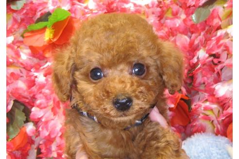 成約済の茨城県のトイプードル-43730の1枚目