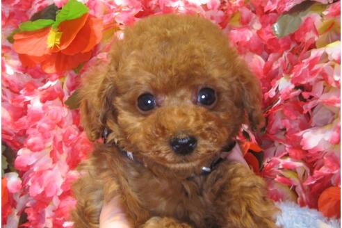 成約済の茨城県のトイプードル-43730の2枚目