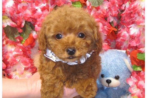 成約済の茨城県のトイプードル-43731の2枚目