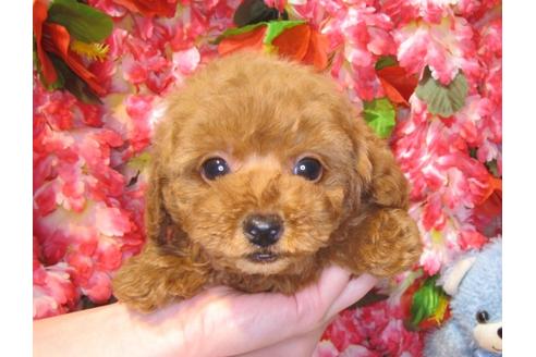 成約済の茨城県のトイプードル-43731の3枚目