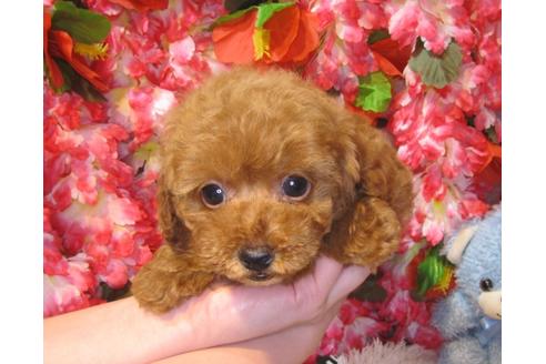 成約済の茨城県のトイプードル-43731の1枚目