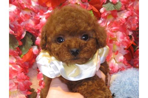 成約済の茨城県のトイプードル-43732の2枚目