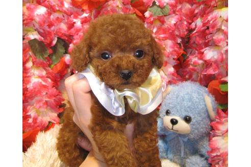 成約済の茨城県のトイプードル-43732の3枚目