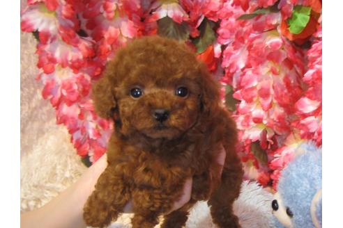 成約済の茨城県のトイプードル-43732の1枚目