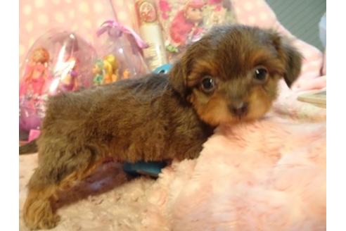 成約済の静岡県のミックス犬-43733の5枚目