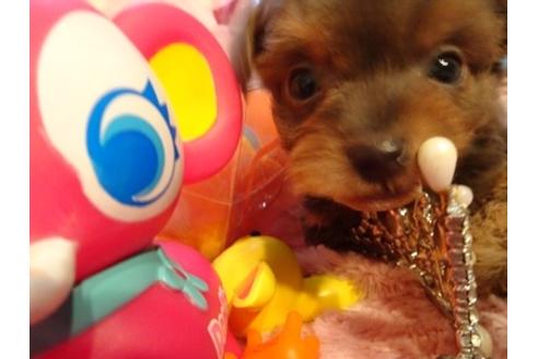 成約済の静岡県のミックス犬-43733の1枚目