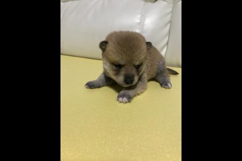 成約済の長崎県の柴犬-43746の3枚目