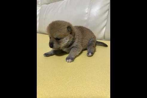 成約済の長崎県の柴犬-43746の2枚目