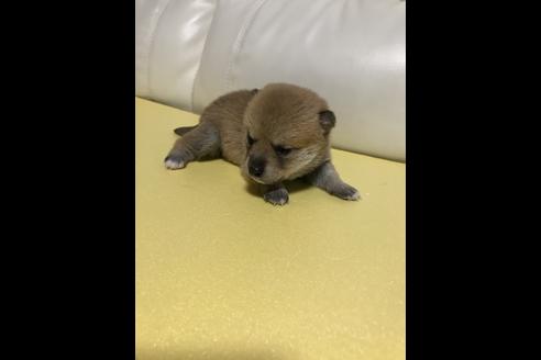 成約済の長崎県の柴犬-43746の1枚目