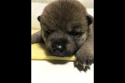 成約済の長崎県の柴犬-43752の3枚目