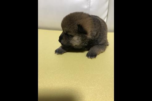 成約済の長崎県の柴犬-43752の2枚目