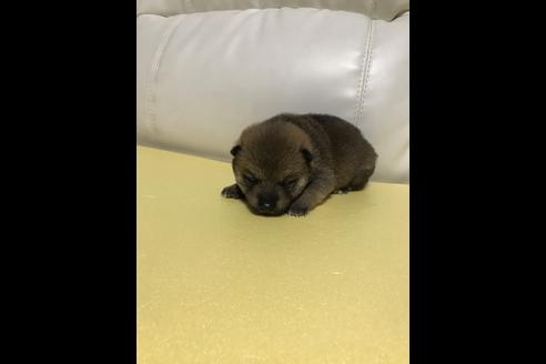 成約済の長崎県の柴犬-43752の1枚目