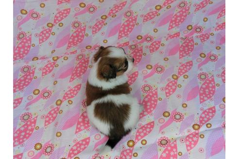 成約済の千葉県のパピヨン-43757の3枚目
