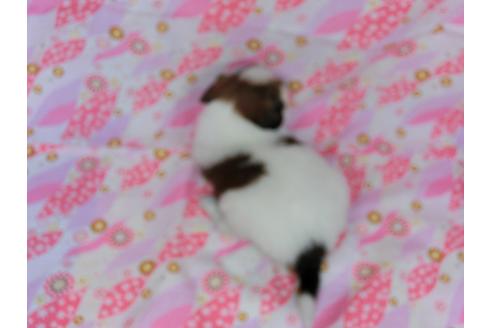 成約済の千葉県のパピヨン-43759の2枚目