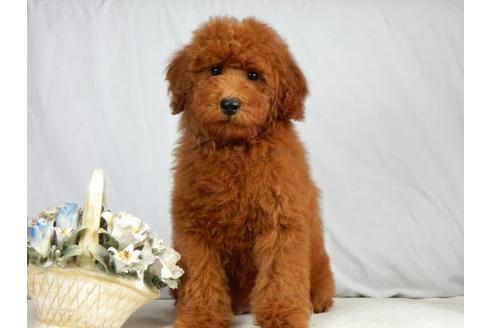 成約済の北海道のトイプードル-41854の3枚目