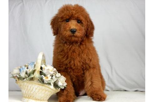 成約済の北海道のトイプードル-41854の1枚目