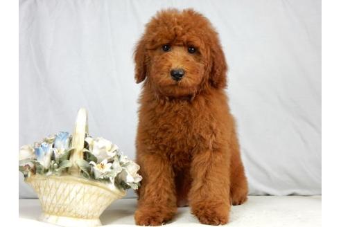 成約済の北海道のトイプードル-41854の2枚目