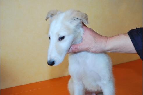 成約済の京都府のボルゾイ-42741の1枚目