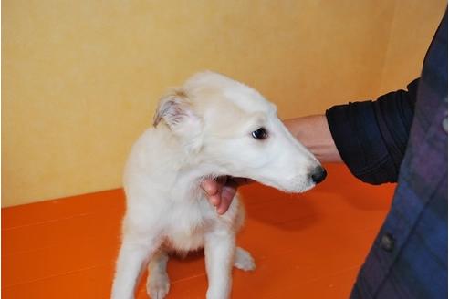 成約済の京都府のボルゾイ-42741の3枚目