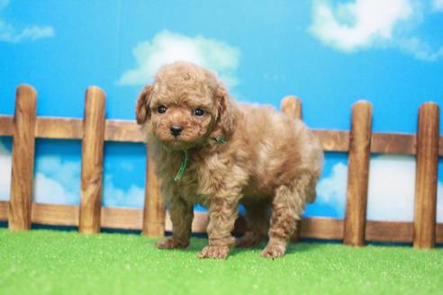 成約済の滋賀県のトイプードル-43502の2枚目