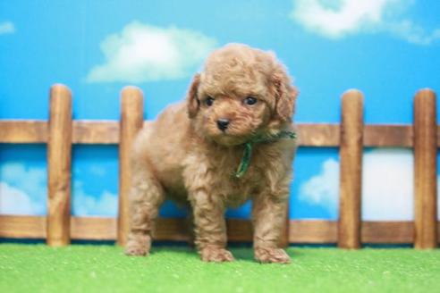 成約済の滋賀県のトイプードル-43502の1枚目