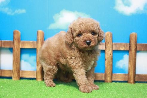 成約済の滋賀県のトイプードル-43503の1枚目