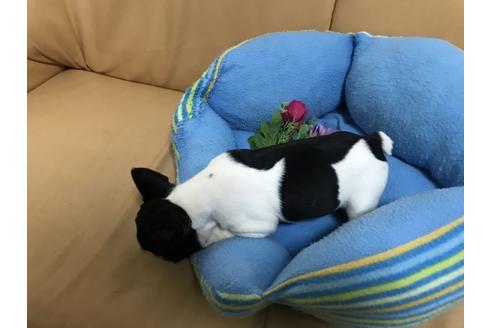 成約済の栃木県のフレンチブルドッグ-43824の1枚目