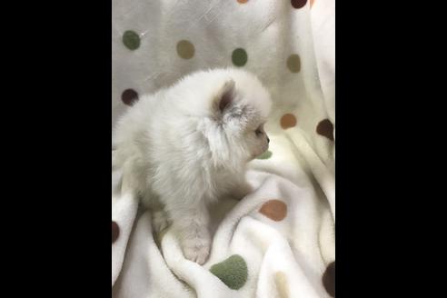 成約済の岐阜県のポメラニアン-43807の2枚目