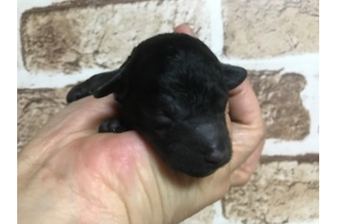 成約済の埼玉県のトイプードル-43829の1枚目