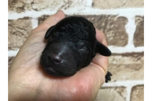 成約済の埼玉県のトイプードル-43830の1枚目
