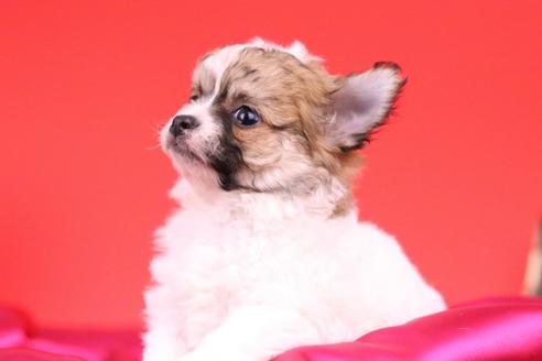 成約済の愛知県のチワワ(ロングコート)-42888の4枚目