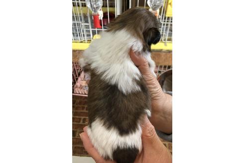 成約済の愛媛県のシーズー-43862の1枚目