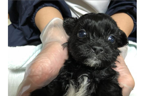 成約済の大阪府のミックス犬-30819の4枚目