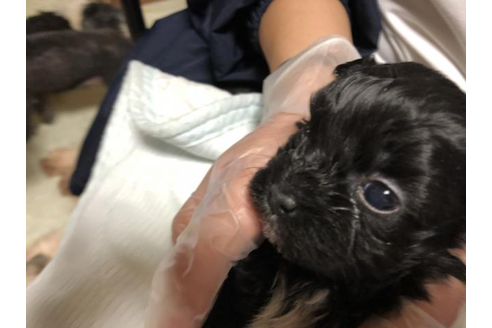 成約済の大阪府のミックス犬-30819の3枚目