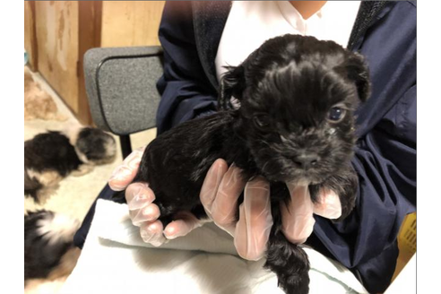 成約済の大阪府のミックス犬-30819の1枚目