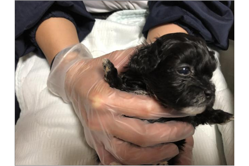 成約済の大阪府のミックス犬-43872の4枚目