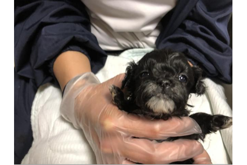 成約済の大阪府のミックス犬-43872の2枚目