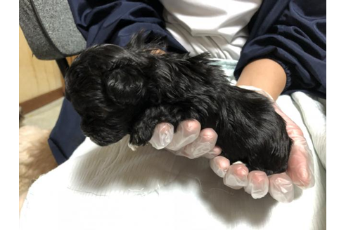 成約済の大阪府のミックス犬-43872の1枚目