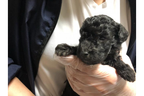 成約済の大阪府のミックス犬-43875の3枚目