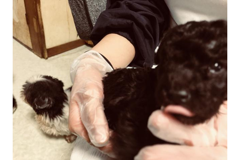 成約済の大阪府のミックス犬-43875の2枚目