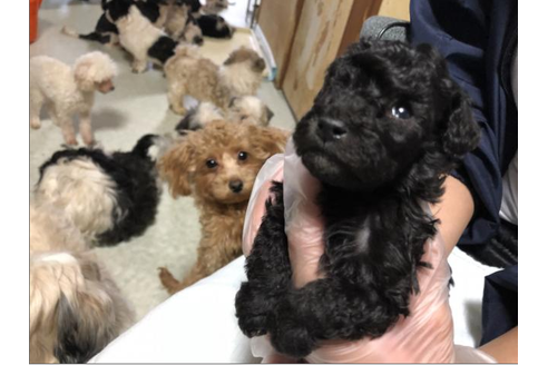 成約済の大阪府のミックス犬-43875の1枚目