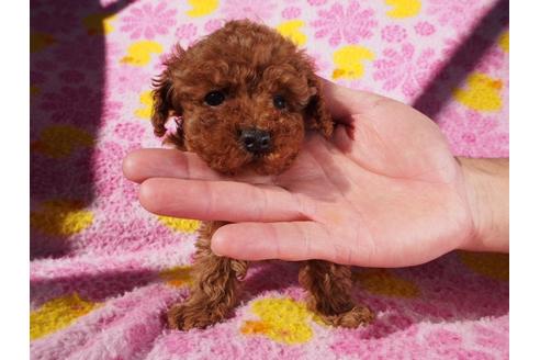 成約済の茨城県のトイプードル-43887の4枚目