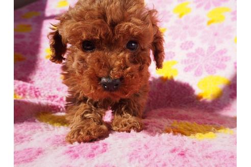 子犬