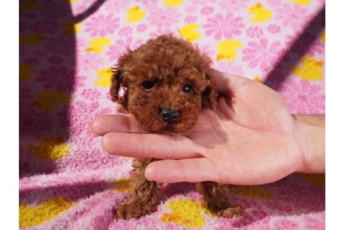 成約済の茨城県のトイプードル-43887の2枚目